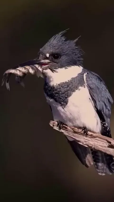 🔥Ladies and gentlemen,I present to you the one and only:The Kingfisher !