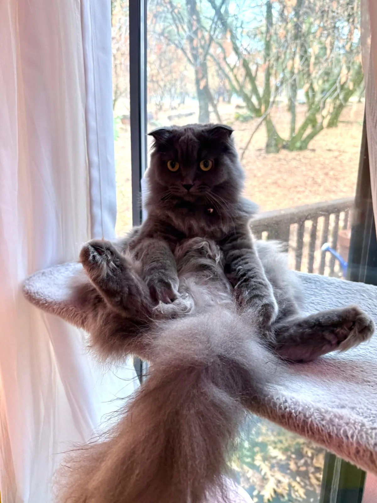 WHAT EVEN IS THIS THING