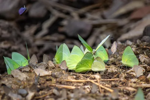 Some Thai wildlife shots from over the last year