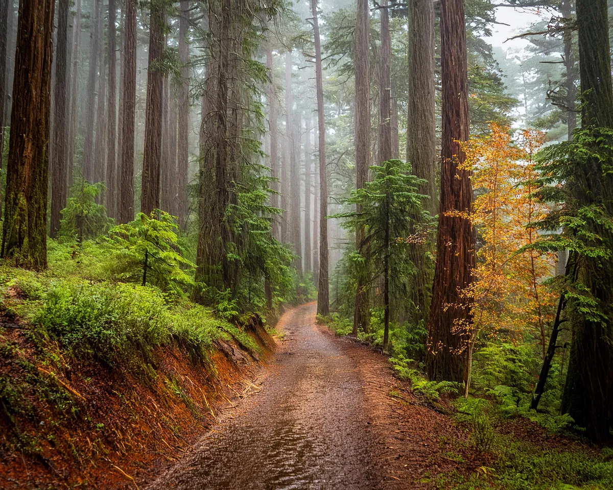 A hike in the rain. The temperate rain forest of the Olympic National Park, Washington. [OC] [300x2400]