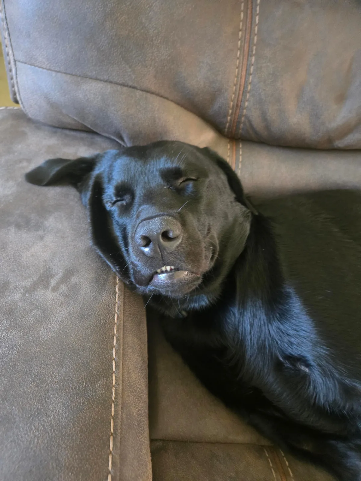 The best pictures of my 3 year old Black Lab!