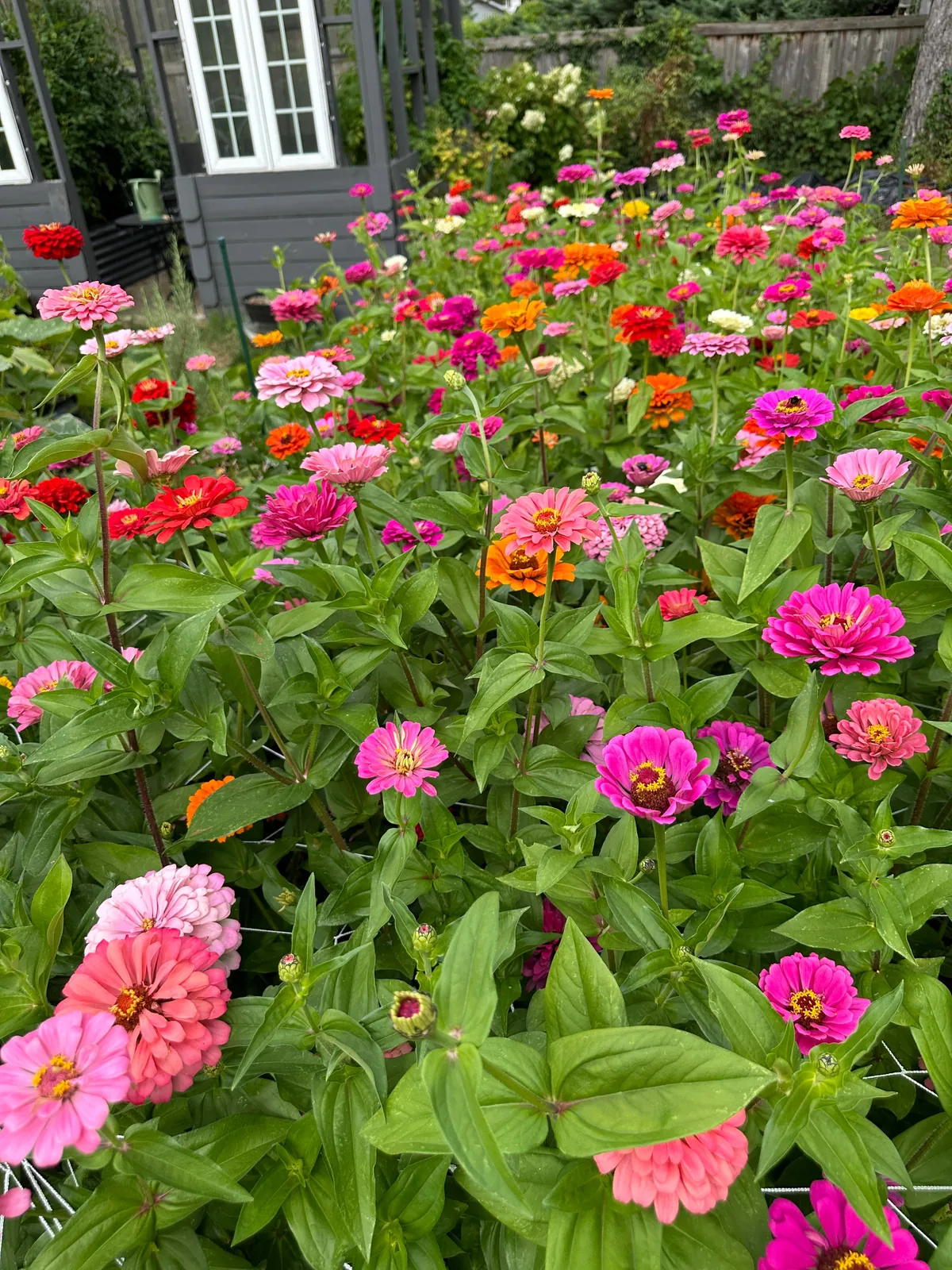 Zinnias :)