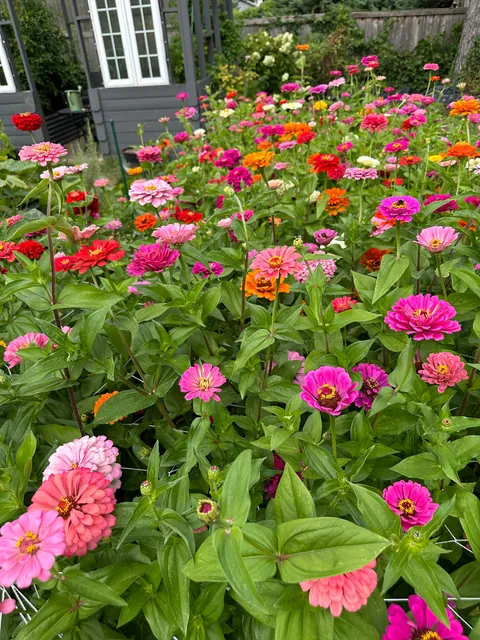 Zinnias :)