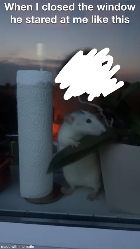 This week in RAT CRIMES 🚨