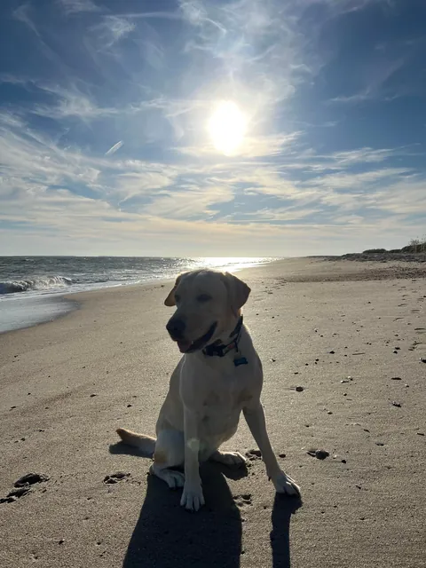 Some pics of my pup throughout her life so far