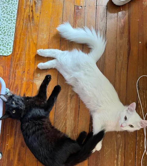 Had to show off my void and cloud pair 🖤🤍