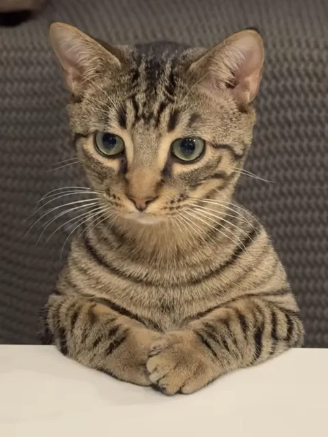 Very Proper, very polite he is