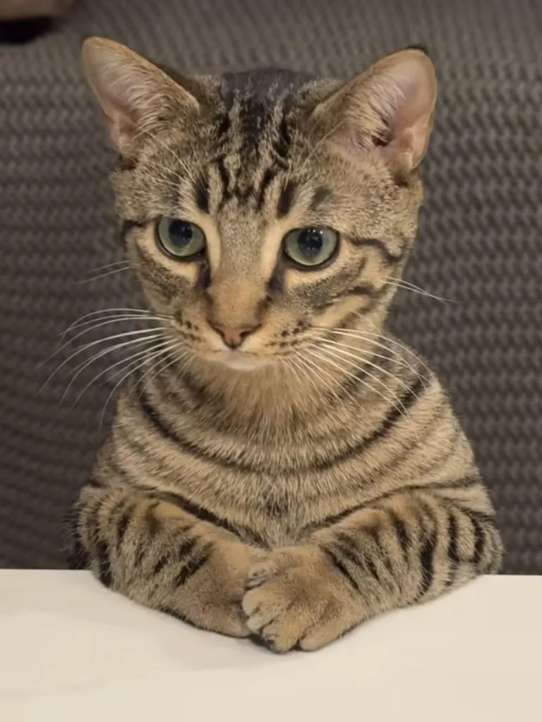 Very Proper, very polite he is