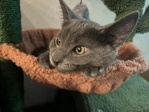 A year ago, this little nugget was found inside a Humvee. Introducing Midnight.