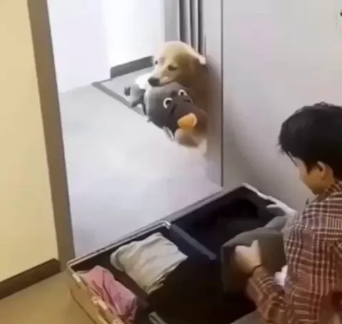 Doggo noticed that his owners were packing for a trip, so he started packing his things too.🐶