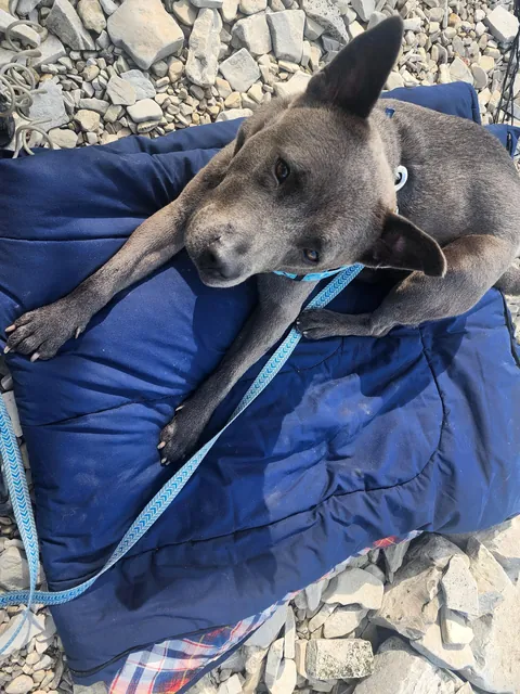 A wonderful Fern (fka Lilly) update. Seeing her thrive with the family who found her through my posts makes me so happy.
