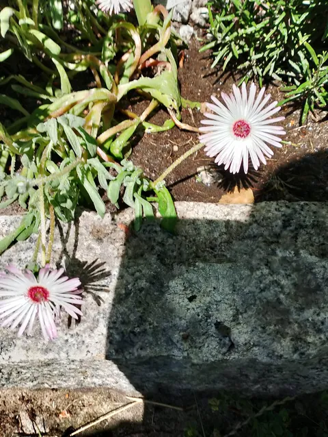 Summer flowers