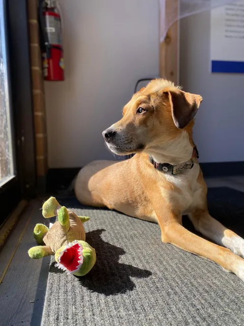 Good Boy w/ a Mohawk