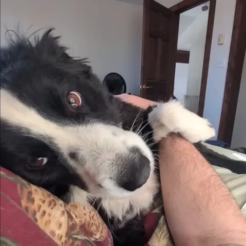 Oreo and his CONSTANT LICKING