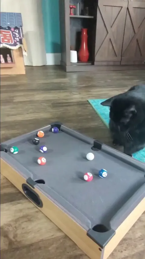 Cat is a billiard player