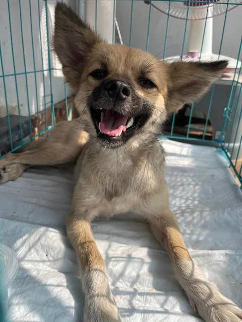 Lilli the rescue dog from China