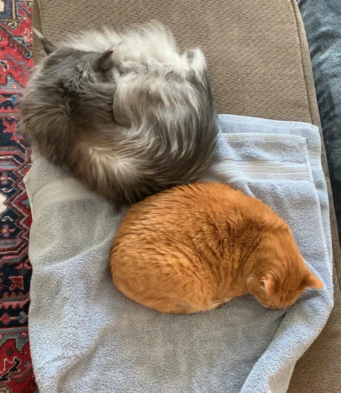 Thought I’d put a towel on my ottoman so that I could rest my new tattoo without getting cat hair on it