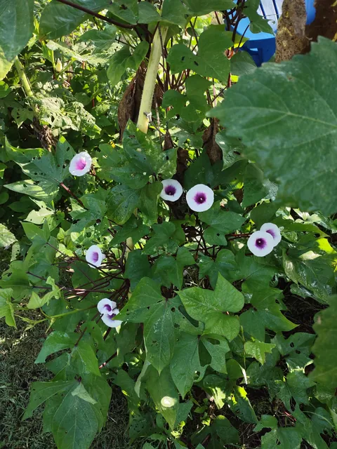 My purple sweet potatoes are flowering.