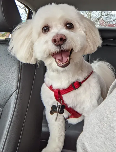 Needed to post a picture of my doggo. Mr Marty McFly