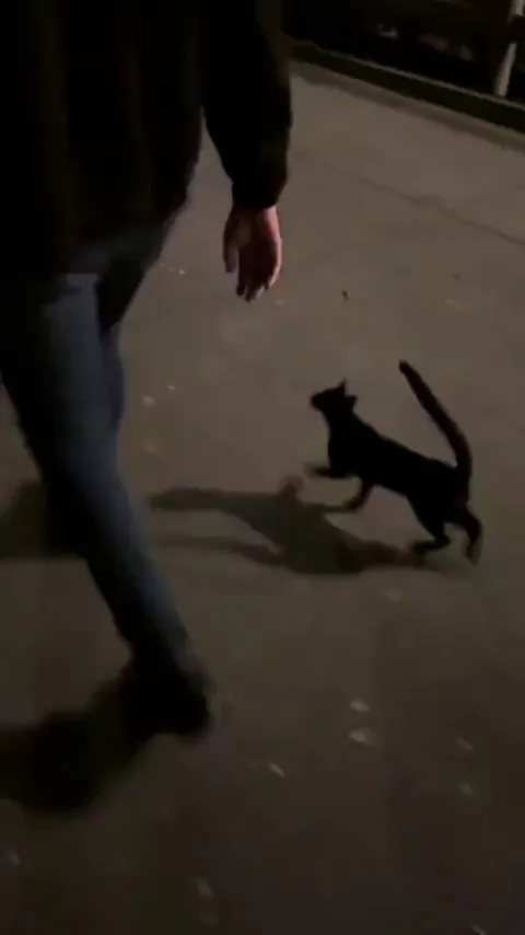 Cat distribution is real!