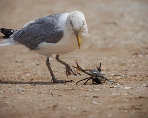 Duel between a Gull and a crab defending her eggs.