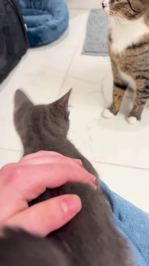 Is this interaction okay? Just got a new kitten.
