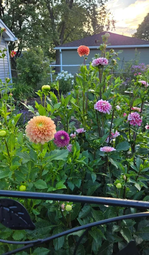 Transformed a small space behind my garage into my dream garden🌻2023 vs. 2024 