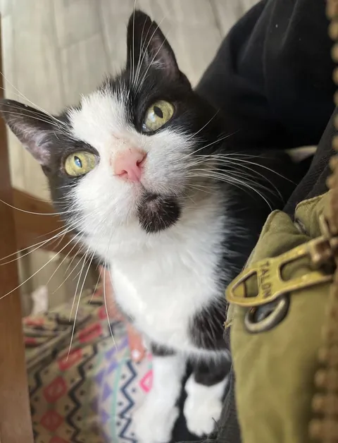 I got my first sign from my cat since she passed🥺🥺