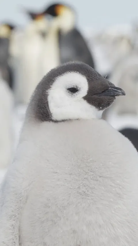 🔥The emperor penguin (Aptenodytes forsteri)