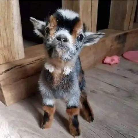 Little goat 🐐