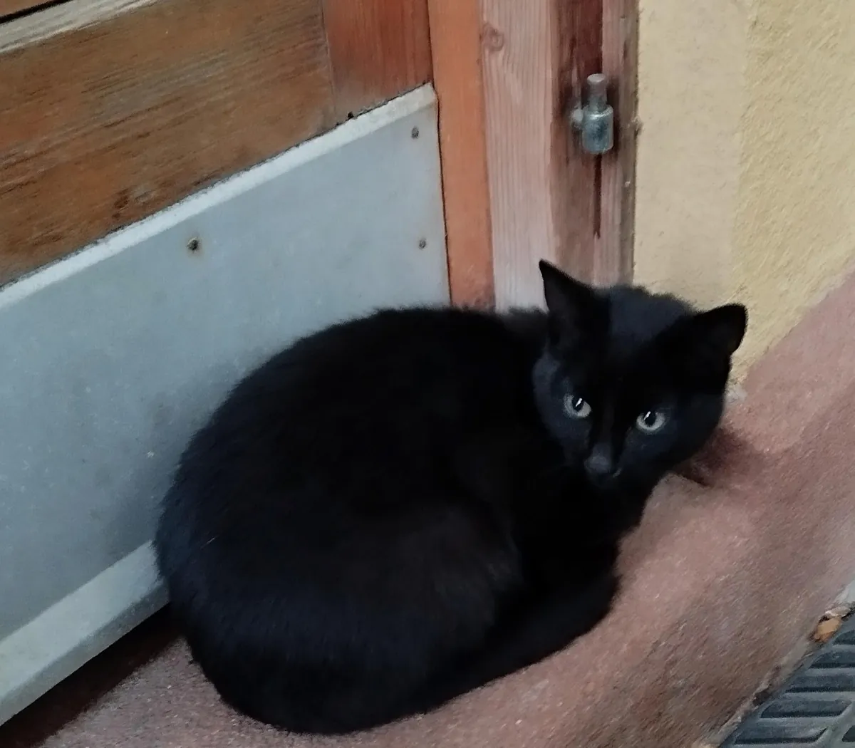 My neighbors cat decided that we are his owners now