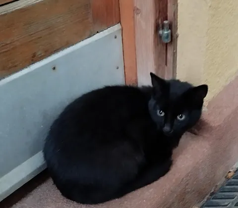 My neighbors cat decided that we are his owners now