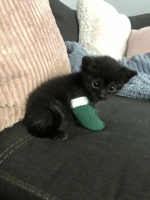 Spooky season and we rescued our black kitty, Solo.