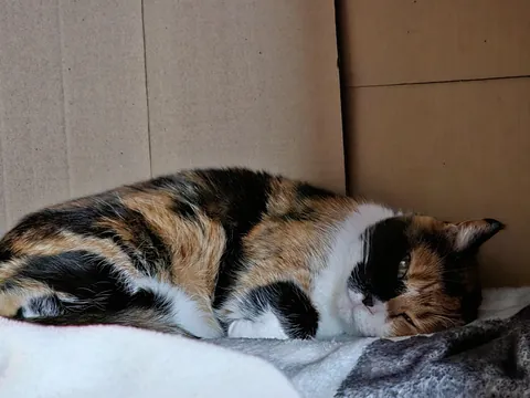 Mimi resting in her new box.