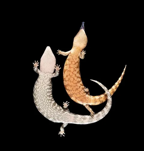 🔥 Bottoms Up: Discovering the Underside of the Animal Kingdom