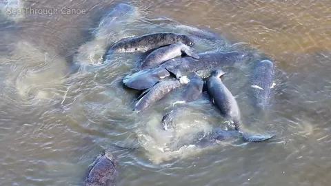 🔥 Manatees in the bayou making more manatees this morning. St Pete, Florida