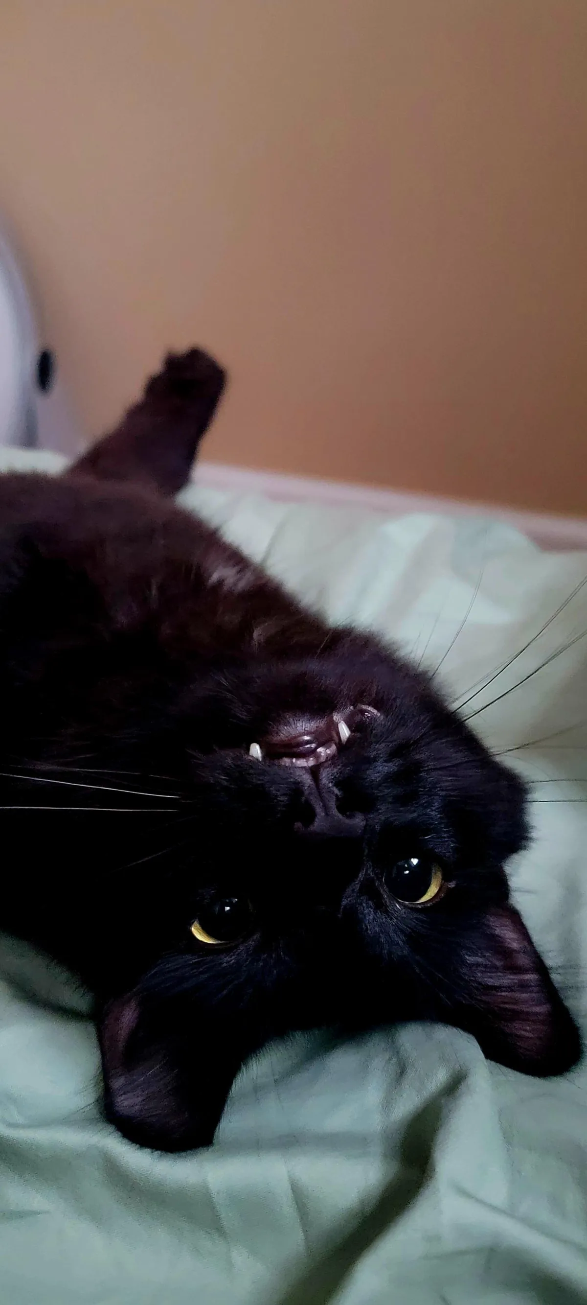 Adopted 6 weeks ago and already a menace. Say hi to Cassian!