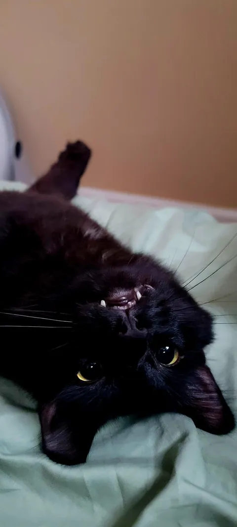 Adopted 6 weeks ago and already a menace. Say hi to Cassian!