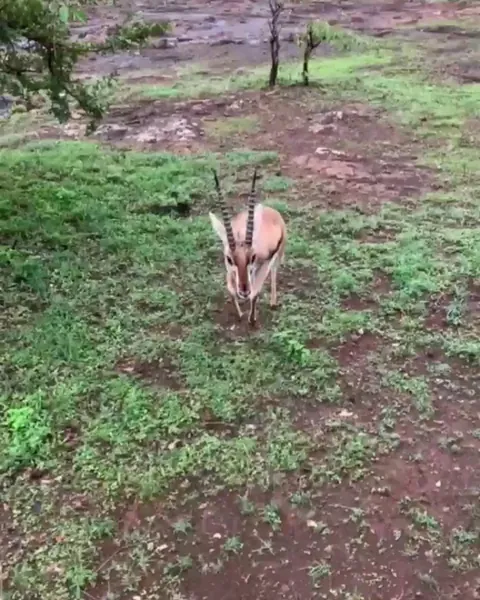 🔥 Thomson's gazelles are rapid!