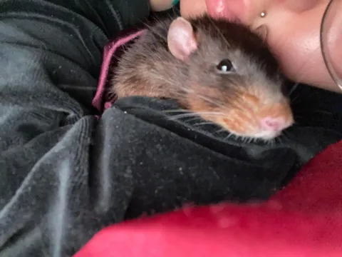 Rat sleeps with me in bed every night