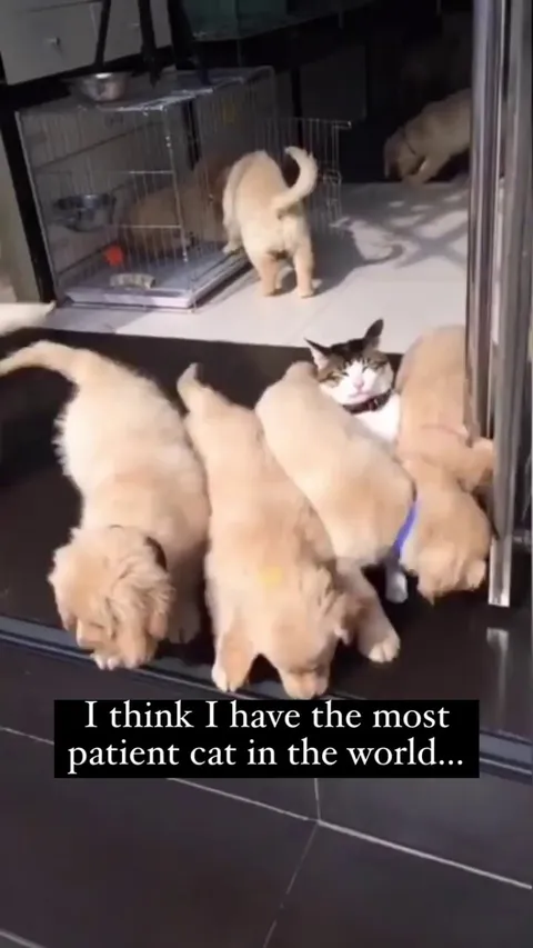 In one of its previous 9 lives, this Cat was a saint.