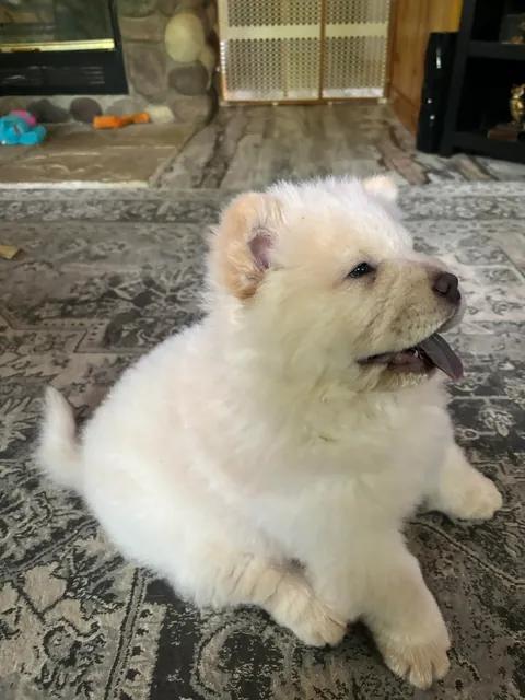 I think I have a Polar Bear. Meet Millie Dear, my 10 week old Chow Chow