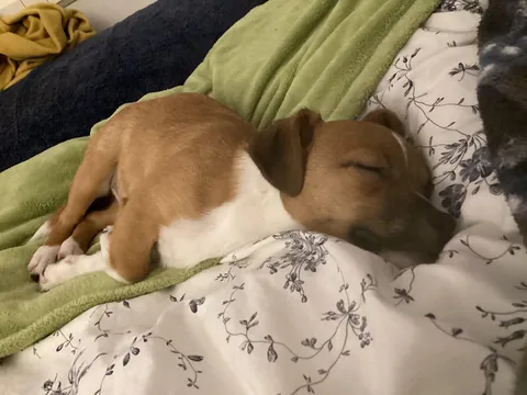 This little one always sleepy 😴