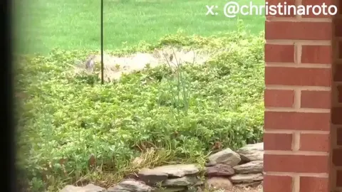 Woman put oil on her bird feeder to keep squirrels from stealing the bird food.