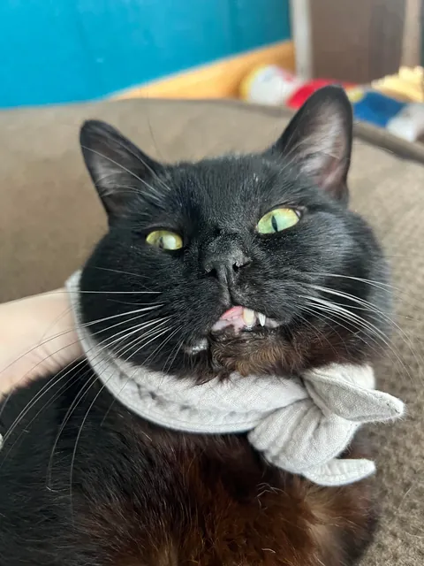 This sweet boy showed up at our house two weeks ago. 