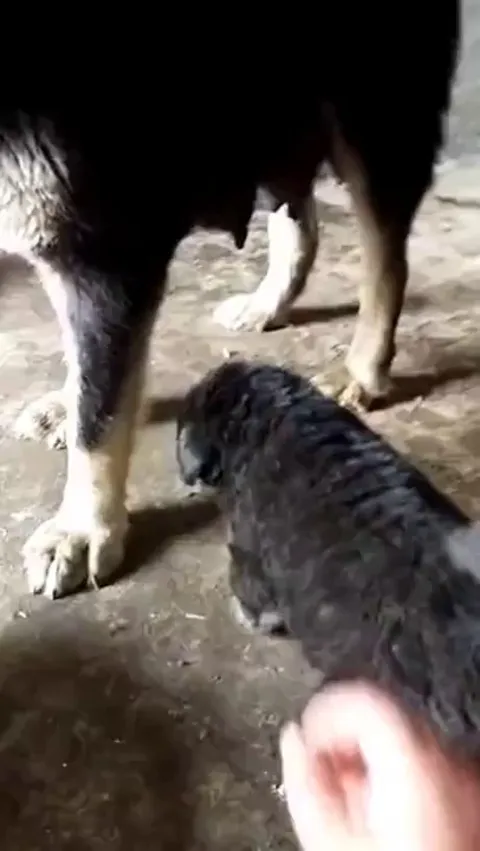 Dog corrects Puppy's behaviour towards the Owner.