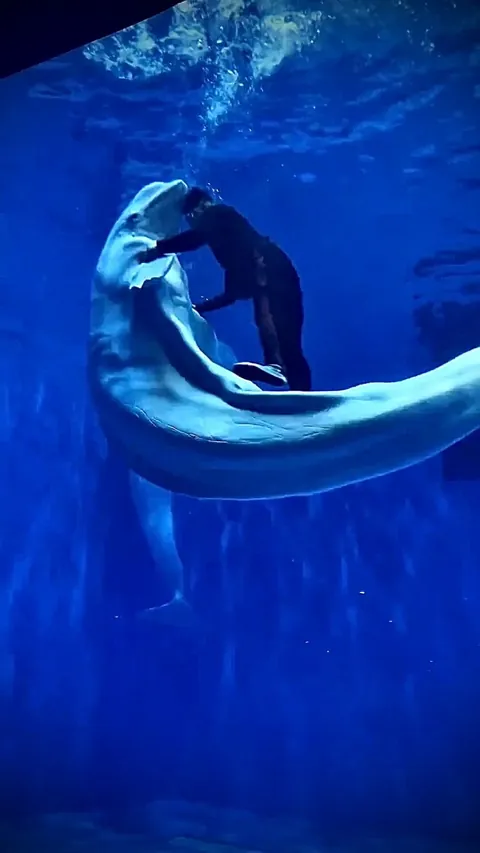 Beluga whales are shredded