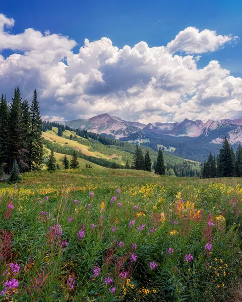 Summer day outside of Crested Butte, Colorado [OC] [1639x2048]