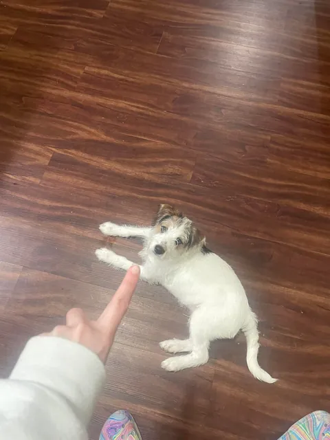 The vet said today, “that’s a good looking dog” :)