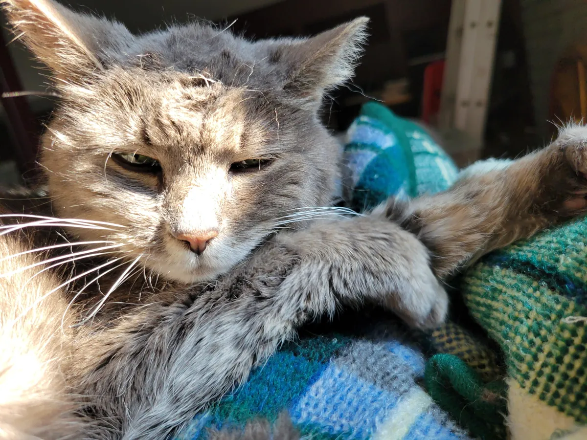 My 21 year old tiny girl enjoying a lazy Sunday